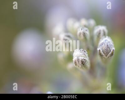 Gros plan des nouveaux bourgeons de fleurs printanières sur une plante de romarin Banque D'Images
