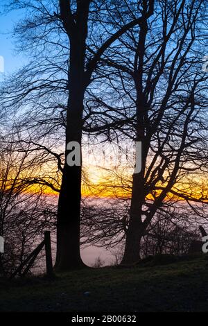 Des arbres de hêtre sur le sommet de Martinsell Hill lors d'une matinée d'hiver brumeuse au lever du soleil. Près De Oare, Vale Of Pewsey, Wiltshire, Angleterre Banque D'Images