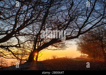 De vieux arbres de hêtre balayés par le vent sur le sommet de Martinsell Hill, un matin d'hiver brumeux au lever du soleil. Près De Oare, Vale Of Pewsey, Wiltshire, Angleterre Banque D'Images