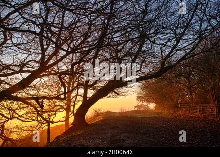 De vieux arbres de hêtre balayés par le vent sur le sommet de Martinsell Hill, un matin d'hiver brumeux au lever du soleil. Près De Oare, Vale Of Pewsey, Wiltshire, Angleterre Banque D'Images