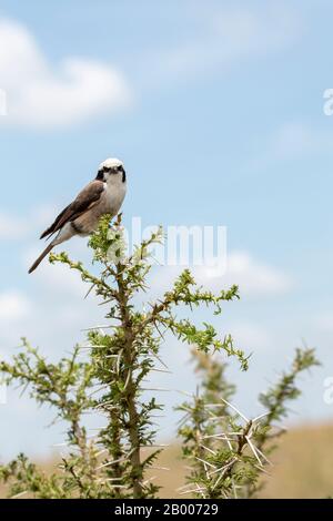 Buffalo weaver Bird dans un buisson pickly Acacia Banque D'Images