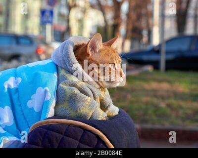 Grand chat rouge dans la couverture et combinaison chaude avec capuche assise à l'extérieur, marcher et regarder de côté avec la ville et les voitures en arrière-plan sur froid hiver ensoleillé da Banque D'Images