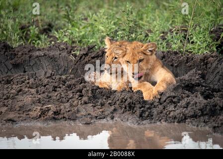 Lion cub amis avec sa petite langue en dehors