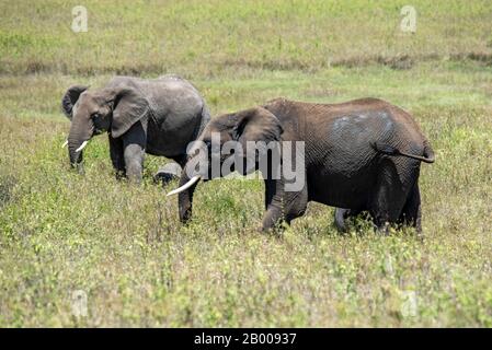 Deux éléphants sur la savane du parc national de Tarangire Banque D'Images
