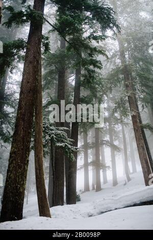 Terrain Enneigé dans un Misty Forrest Banque D'Images