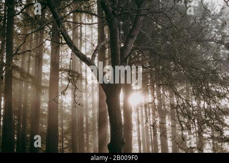 Terrain Enneigé dans un Misty Forrest Banque D'Images