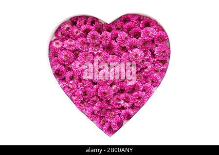 Coeur de chrysanthème rose fleurs gros plan isolé sur fond blanc, plat avec espace de copie. Amour, Saint Valentin, Mariage, Concept D'Anniversaire Banque D'Images