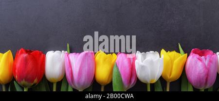 Tulipes multicolores dans une rangée contre un mur de stuc gris foncé Banque D'Images