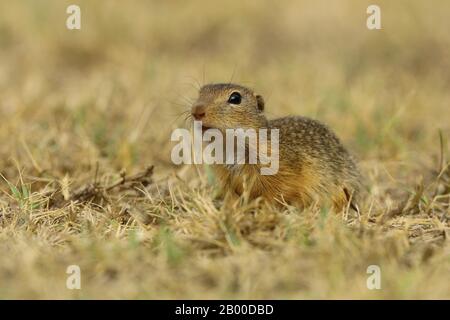 Européen Suslik (Spermophilus citellus) assis dans un pré, Parc National Lac Neusiedl, Burgenland, Autriche Banque D'Images