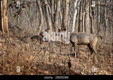 Sambar cerf (Rusa unicolor), homme, Tadoba Andhari Tiger Reserve, Inde Banque D'Images