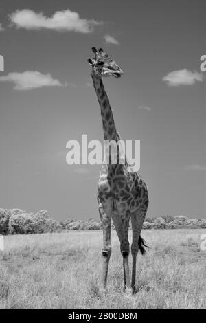 Girafe ordinaire (Giraffa) debout dans les prairies, image infrarouge noir et blanc, Masai Mara, Kenya Banque D'Images