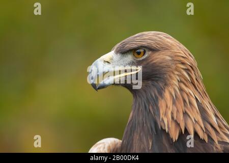 Aigle doré (Aquila chysaetos), adulte, portrait animal, Écosse, Royaume-Uni Banque D'Images