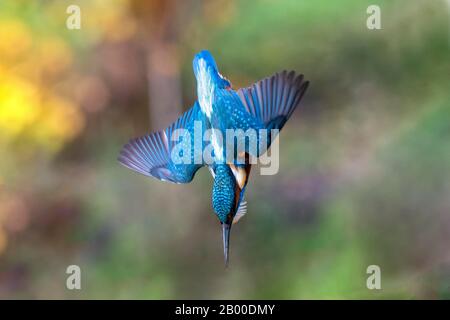 kingfisher commun (Alcedo atthis), dans nosedive, Hesse, Allemagne Banque D'Images