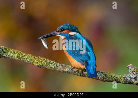 kingfisher (Alcedo atthis), homme avec poisson, Hesse, Allemagne Banque D'Images