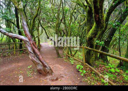 Sentier forestier dans la forêt laurier, Laguna Grande, Parc National de Garajonay, la Gomera, îles Canaries, Espagne Banque D'Images