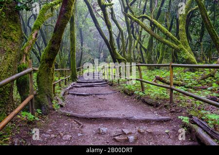 Sentier forestier dans la forêt laurier, Laguna Grande, Parc National de Garajonay, la Gomera, îles Canaries, Espagne Banque D'Images