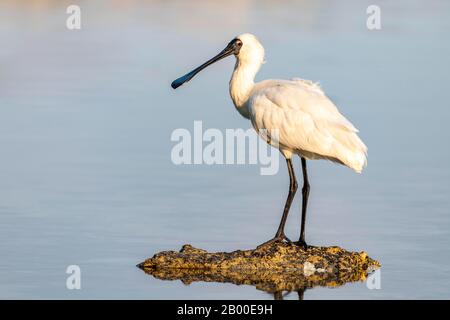Royal Spoonbill (Platalea Regia), Kaikoura, Canterbury, Île Du Sud, Nouvelle-Zélande Banque D'Images