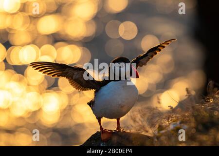 Puffin (Fratercula arctica) avec ailes étirées en contre-jour, réflexions circulaires en arrière-plan, roche d'oiseau Latrabjarg, Westfjords, Islande Banque D'Images