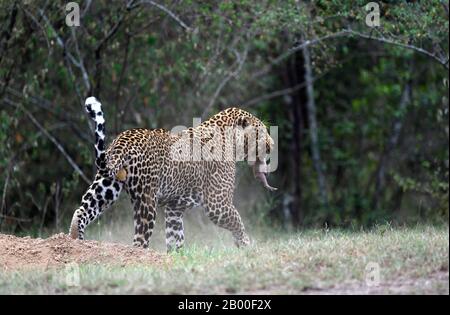 Leopard (Panthera pardus), homme, dans une grotte de warthog, Masai Mara Game Reserve, Kenya Banque D'Images