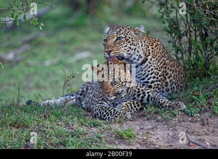 Léopards (Panthera pardus), animaux de la mère avec jeunes dans la savane de la Réserve de jeux Massai Mara, Kenya Banque D'Images