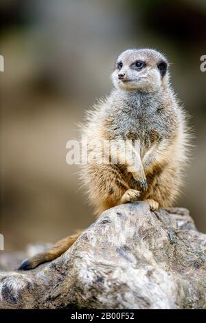 Meerkat (Suricata suricatta), captif, Francfort, Hesse, Allemagne Banque D'Images