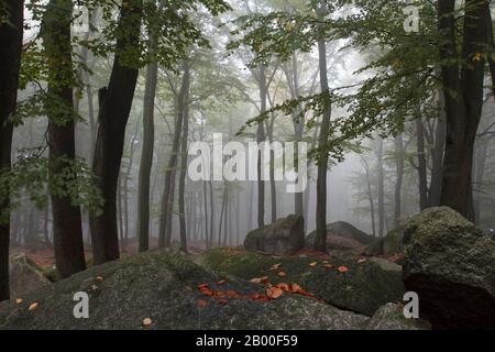 Mer de brume matinale de rocksin, forêt, rochers, Lautertal, Odenwald, Hesse, Allemagne Banque D'Images