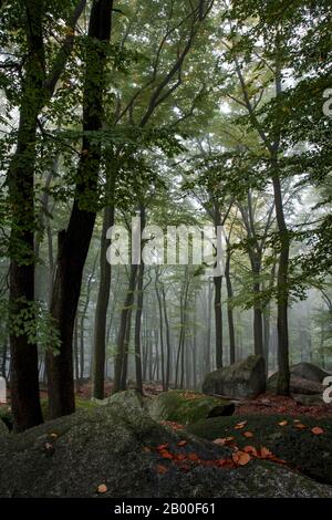 Mer de brume matinale de rocksin, forêt, rochers, Lautertal, Odenwald, Hesse, Allemagne Banque D'Images