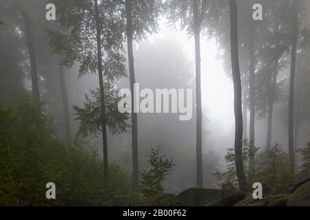 Mer de brume matinale de rocksin, forêt, rochers, Lautertal, Odenwald, Hesse, Allemagne Banque D'Images