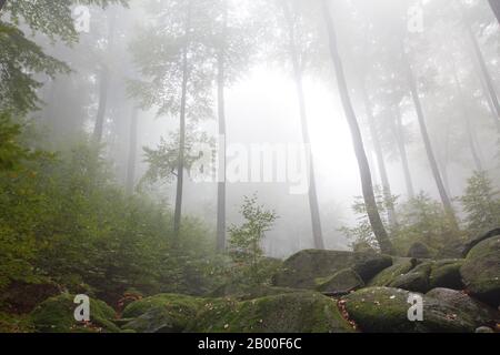 Mer de brume matinale de rocksin, forêt, rochers, Lautertal, Odenwald, Hesse, Allemagne Banque D'Images