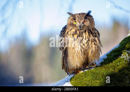 Aigle-hibou eurasien (Bubo bubo), Captif, forêt bavaroise, Bavière, Allemagne Banque D'Images