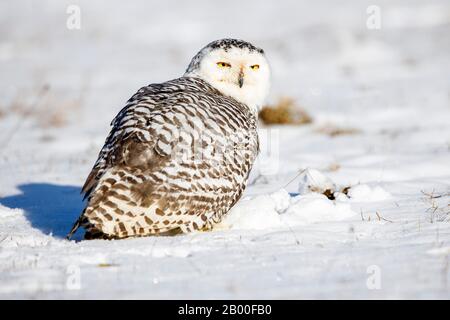 Chouette enneigée (Bubo scandiacus), en hiver, forêt bavaroise, Allemagne Banque D'Images