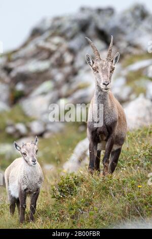 Alpine Ibexes (Capra ibex), mère et jeune animal, Oberland bernois, Suisse Banque D'Images