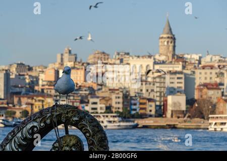 Istanbul, Turquie - 25 janvier 2020: Seagull et en arrière-plan vue Istanbul et Tour Galata. Banque D'Images