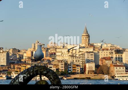 Istanbul, Turquie - 25 janvier 2020: Seagull et en arrière-plan vue Istanbul et Tour Galata. Banque D'Images