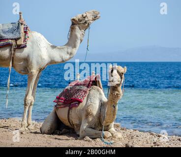 Portrait de deux chameaux close up sur la côte de Mer en Egypte Dahab South Sinai Banque D'Images