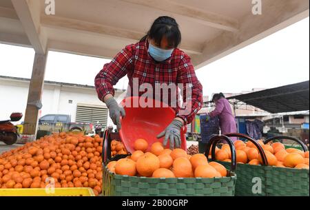 (200218) -- NANNING, le 18 février 2020 (Xinhua) -- les producteurs De Fruits vendent des fruits dans le canton de Shuangqiao, dans le district de Wuming, dans la région autonome Guangxi Zhuang, en Chine méridionale, le 17 février 2020. Le district de Wuming de Nanning City a ouvert un « passage vert » pour aider les produits agricoles locaux à entrer sur le marché. Il a également lancé des politiques préférentielles pour attirer des hommes d'affaires d'autres régions de Chine afin d'augmenter les revenus des agriculteurs locaux tout en luttant contre la nouvelle épidémie de coronavirus. (Xinhua/Lu Boan) Banque D'Images