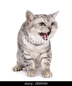 British Shorthair devant un fond blanc Banque D'Images