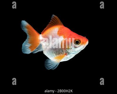 un seul poisson rouge de couleur blanche et orange isolé sur fond noir Banque D'Images