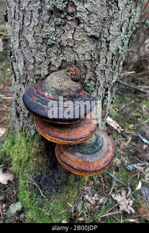 Support à ceinture rouge (Fomitopsis pinicola), Bialowieza, Pologne Banque D'Images