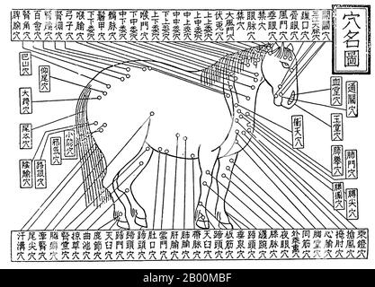 Chine: Diagramme d'acupuncture de l'étude équestre classique de Bo le, c.7th Century BCE. Les chevaux Ferghana ont été l'une des premières importations majeures de la Chine, originaires d'une région d'Asie centrale. Dayuan, au nord de Bactria, était une nation centrée dans la vallée de Ferghana de l'Asie centrale actuelle, et même dès la dynastie Han, la Chine a projeté sa puissance militaire dans cette région. Le régime impérial Han a exigé des chevaux Ferghana et en a importé un grand nombre que les dirigeants de Ferghana ont fermé leurs frontières à ce commerce. Banque D'Images