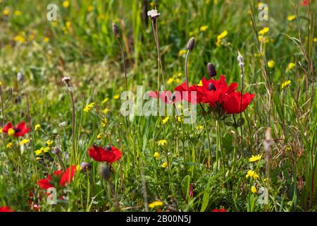 L'anémone rouge fleurit en fleur dans l'herbe dans le soleil se ferme Banque D'Images