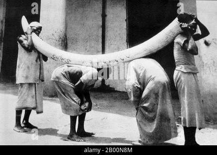 Afrique de l'est : quatre porteurs africains transportant un gros éléphant tusk, peut-être à Zanzibar ou Mombasa, 19e siècle. L'ivoire est un terme pour la dentine, qui constitue la majeure partie des dents et des défenses d'animaux tels que les éléphants, lorsqu'il est utilisé comme matériau pour l'art ou la fabrication. L'ivoire est peu utilisé aujourd'hui, mais a été important depuis l'Antiquité pour faire une gamme d'articles, des sculptures d'ivoire aux fausses dents, fans, dominos, clés de piano et boules de billard. L'ivoire de l'éléphant est la source la plus importante, mais l'ivoire provenant d'espèces telles que l'hippopotame, le morse et le narval peut être utilisé. Banque D'Images