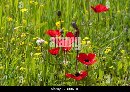 L'anémone rouge fleurs et bourgeons en fleur dans l'herbe dans le soleil se rapprochant Banque D'Images