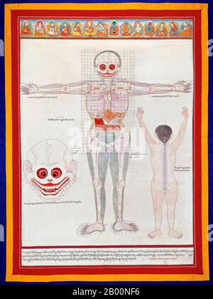 Chine/Tibet: Dessin anatomique de l'avant d'un corps masculin montrant les os et les organes. Début du XXe siècle Thangka, gouache sur papier, Tibet. La médecine tibétaine ou Sowa-Rigpa (« Science de guérison ») est un système médical traditionnel vieux de plusieurs siècles qui emploie une approche complexe au diagnostic, incorporant des techniques telles que l'analyse d'impulsions et l'analyse d'urine, et utilise le comportement et la modification alimentaire, les médicaments composés de matériaux naturels (par exemple, herbes et minéraux) et les thérapies physiques (par exemple Acupuncture tibétaine, moxabuse, etc.) pour traiter la maladie. Banque D'Images
