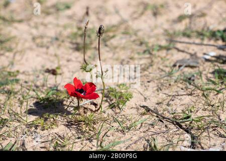 Fleur d'anémone rouge avec bourgeons fleuissant sur sol sablonneux Banque D'Images