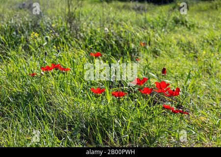 L'anémone rouge fleurs et bourgeons en fleur dans l'herbe dans le soleil se rapprochant Banque D'Images