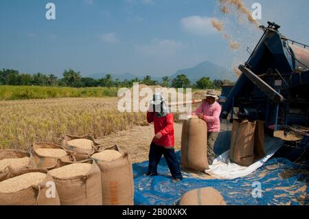 Thaïlande: Une machine de battage moderne et son équipe de Tai Dam (Black Tai) travaillent les ricefields près du village culturel Ban Na Pa NAT Tai Dam, province de Loei. Le barrage de Tai ou le Tai noir est un groupe ethnique qui se trouve dans certaines parties du Laos, du Vietnam, de la Chine et de la Thaïlande. Les orateurs du barrage de Tai en Chine sont classés comme faisant partie de la nationalité Dai avec presque tous les autres peuples de Tai. Mais au Vietnam, ils ont leur propre nationalité (avec le Tai blanc) où ils sont classés comme la nationalité thái (c'est-à-dire le Tai). Le barrage de Tai est originaire des environs de Dien bien Phu au Vietnam. Banque D'Images