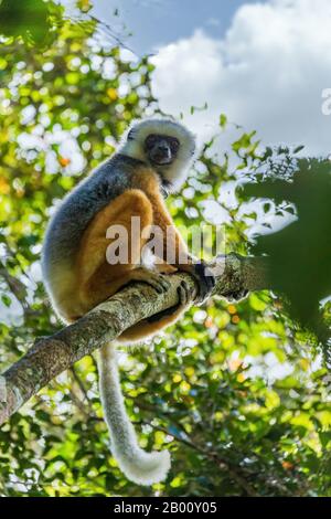 Diademed sifaka assis sur une branche dans les arbres Banque D'Images