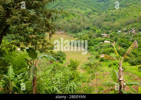 Thaïlande: Rizières en terrasses, Ban Huai Masang, province de Chiang Rai, Thaïlande du Nord. La graine du groupe monocot de plantes à fleurs, le riz est un grain de céréales qui vient en deux souches principales: Oryza sativa ou riz asiatique, Et Oryza glaberrima ou riz africain.pour une grande partie de la population mondiale, en particulier en Asie centrale, orientale et méridionale, le riz est l'une des sources alimentaires les plus importantes et les plus consommées.le mot riz vient étymologiquement de l'ancien RIS français, daté du milieu du XIIIe siècle. On croit que l'ancien terme français lui-même a été dérivé de l'ATI Banque D'Images