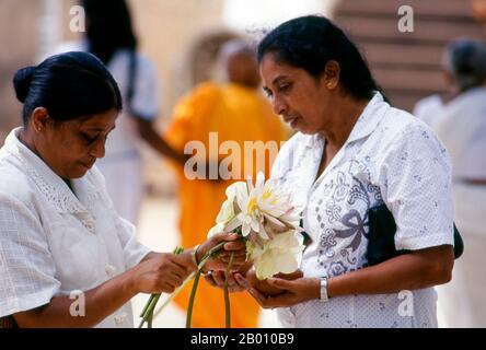 Sri Lanka : adorateurs de l'arbre sacré de bodhi (Jaya Sri Maha Bodhi), Anuradhapura. Jaya Sri Maha Bodhi est un arbre sacré de Fig et est dit être un prélèvement de l'arbre historique de Bodhi sous lequel Bouddha est devenu éclairé. Il a été planté en 288 BCE, et est le plus ancien arbre vivant planté par l'homme dans le monde avec une date connue de plantation. Anuradhapura est l'une des anciennes capitales du Sri Lanka et célèbre pour ses ruines bien conservées. Du 4ème siècle avant notre ère jusqu'au début du XIe siècle avant notre ère c'était la capitale. Banque D'Images